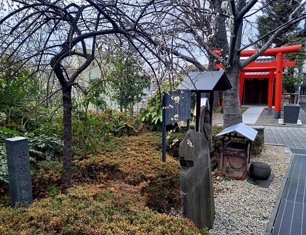 赤城神社　三社　菩薩　白梅