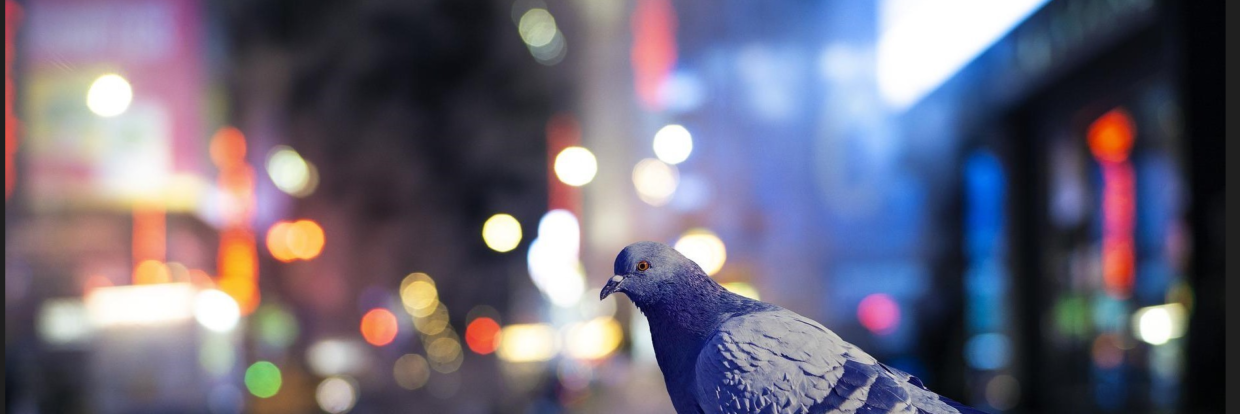 ネオンとハト